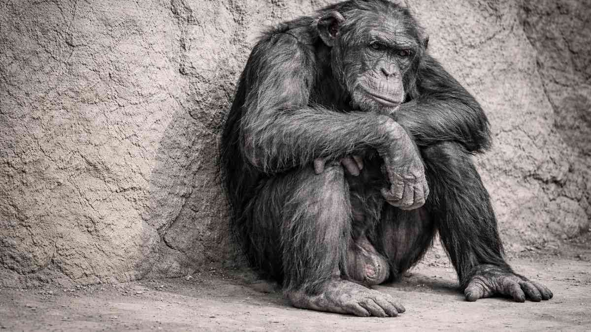 A gorilla sitting on a rock, subject of the University of Edinburgh midlife wellbeing study